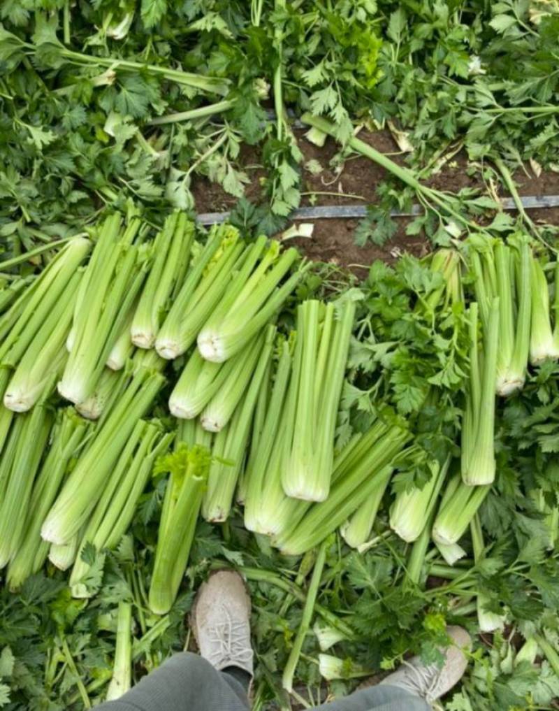 芹菜大颗西芹单颗2-3斤连续供应3个月