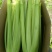 芹菜大颗西芹单颗2-3斤连续供应3个月