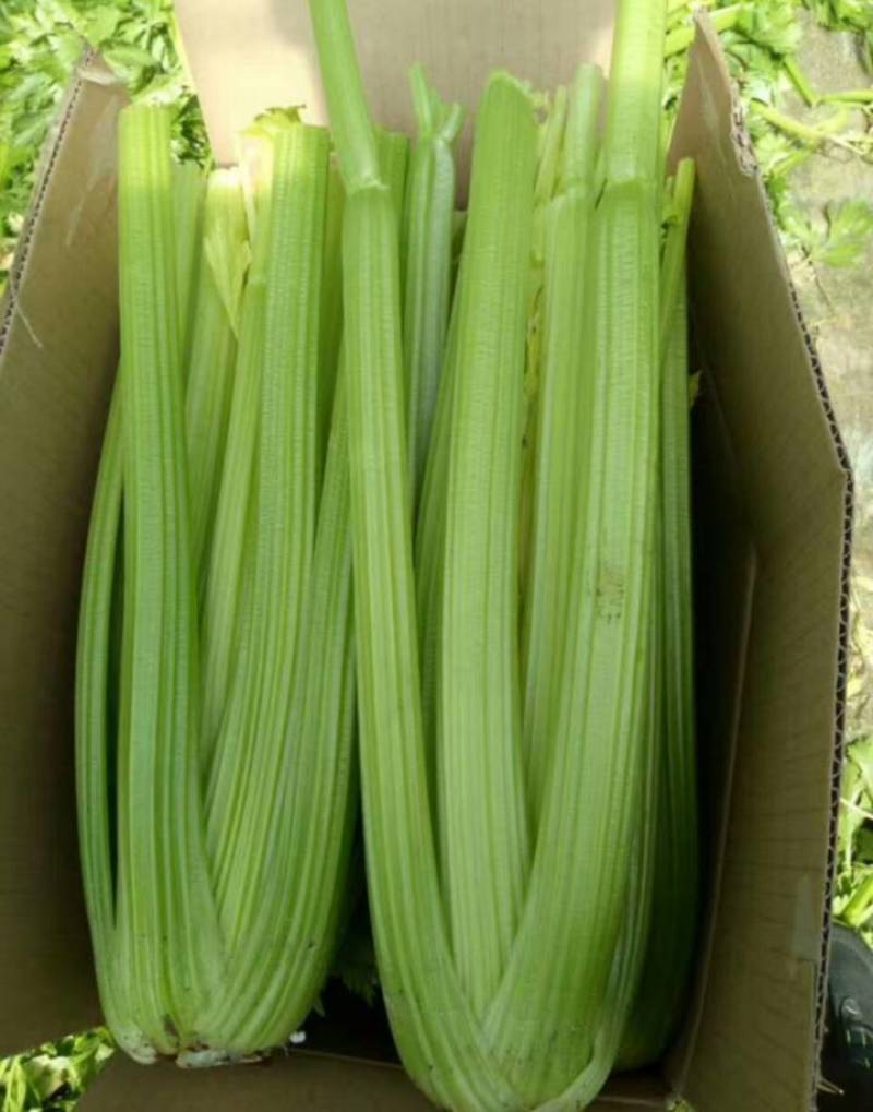 芹菜大颗西芹单颗2-3斤连续供应3个月