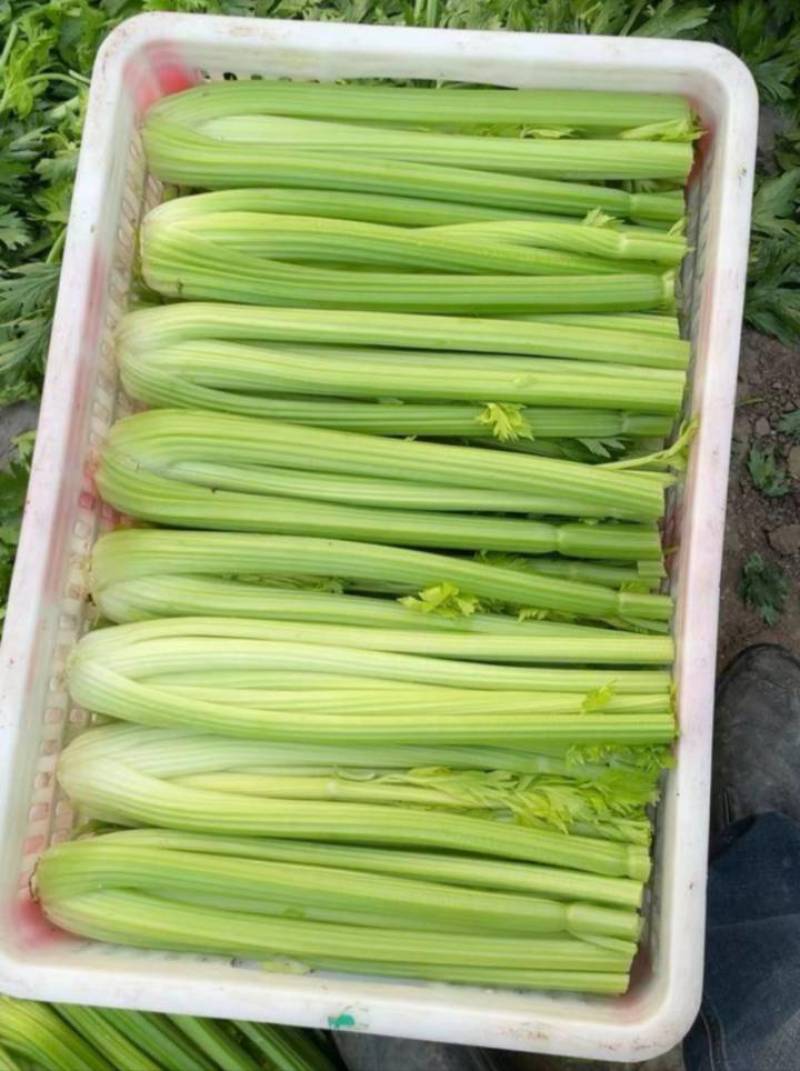 芹菜大颗西芹单颗2-3斤连续供应3个月