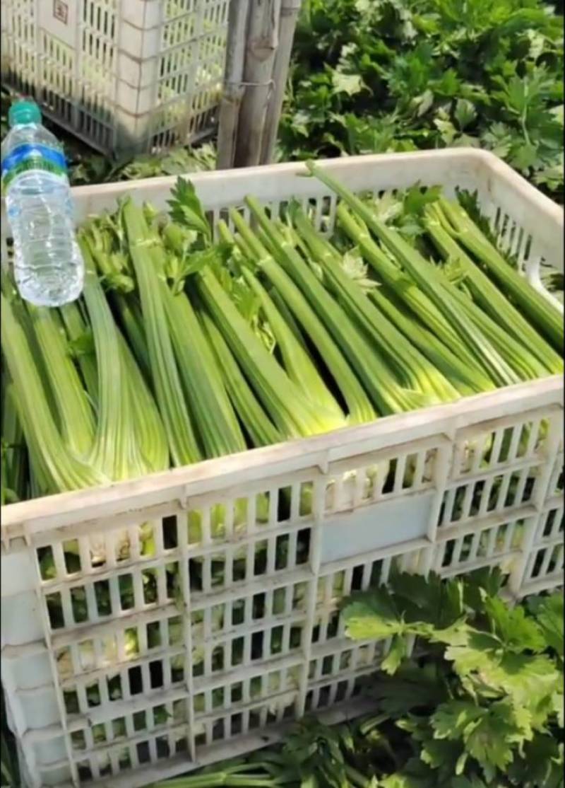 芹菜大颗西芹单颗2-3斤连续供应3个月