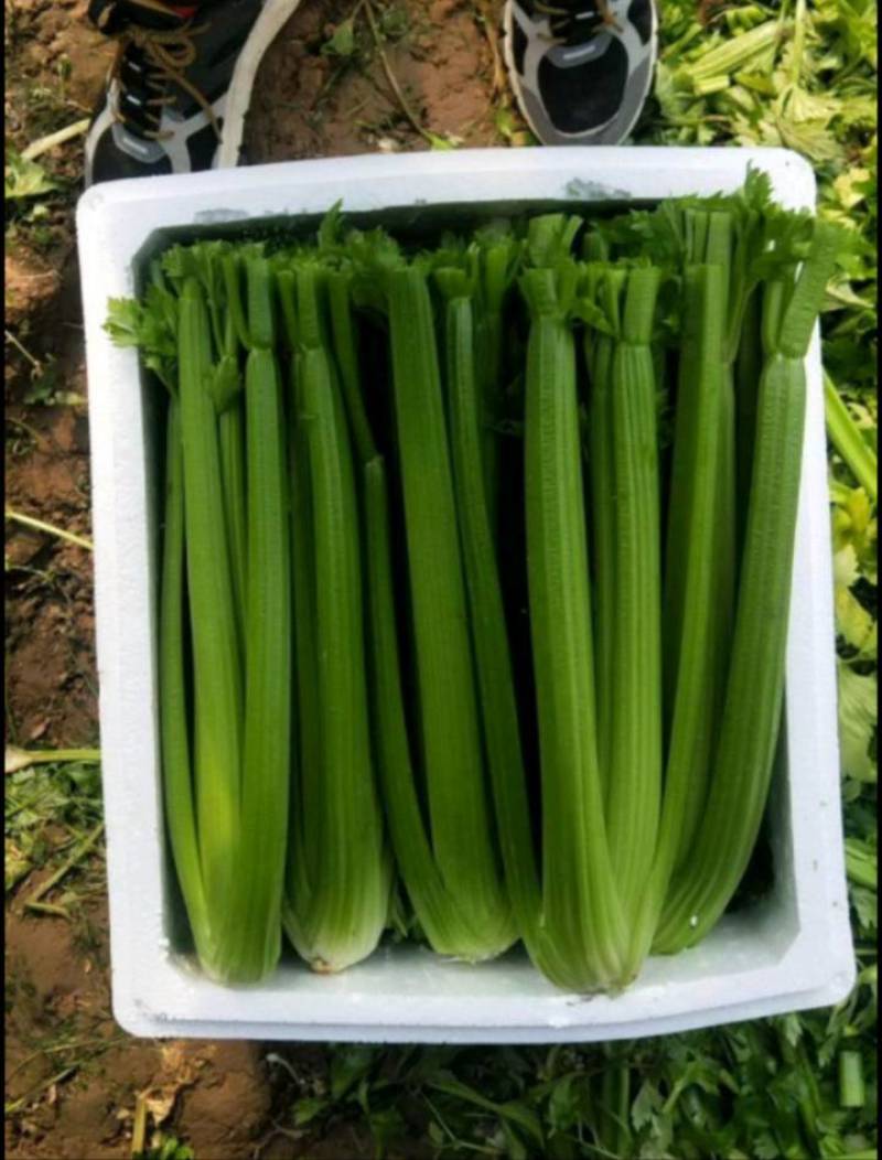 芹菜大颗西芹单颗2-3斤连续供应3个月