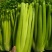 芹菜大颗西芹单颗2-3斤连续供应3个月