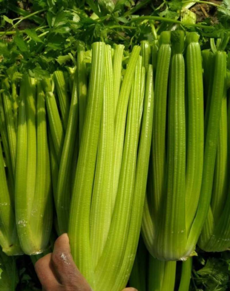 芹菜大颗西芹单颗2-3斤连续供应3个月