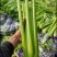 芹菜大颗西芹单颗2-3斤连续供应3个月