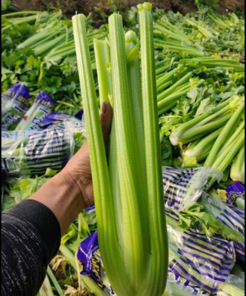 芹菜大颗西芹单颗2-3斤连续供应3个月