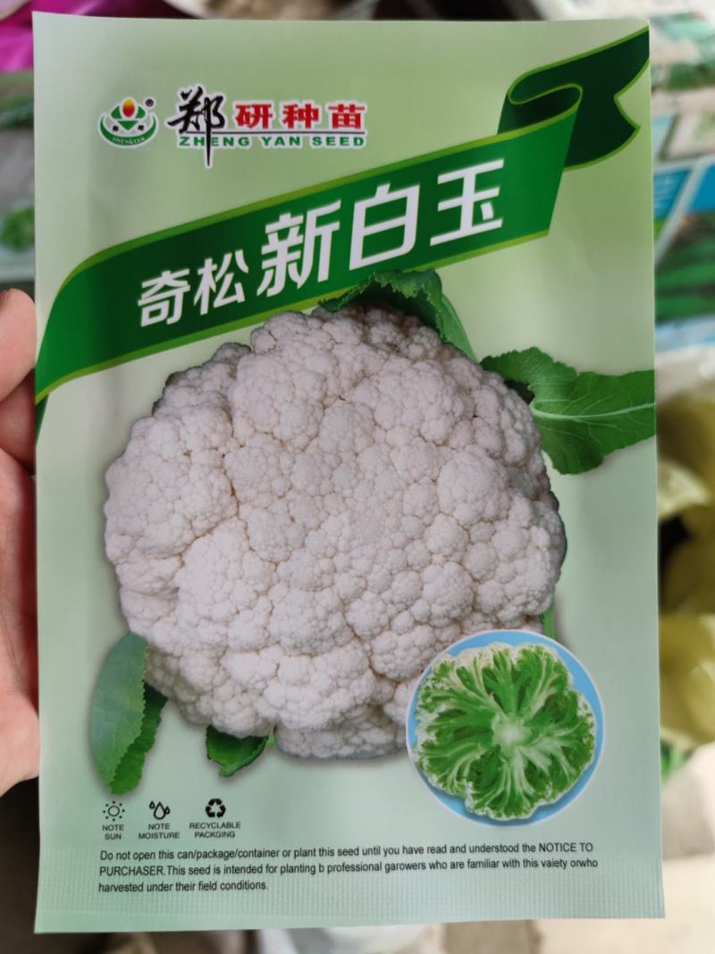奇松新白玉松花菜种子，8克，单球重2千克