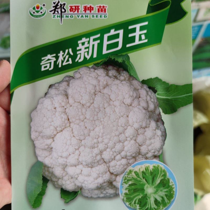 奇松新白玉松花菜种子，8克，单球重2千克