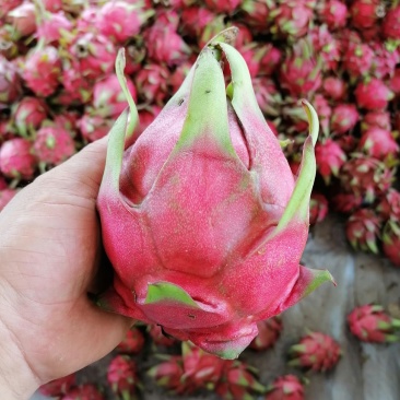 火龙果
