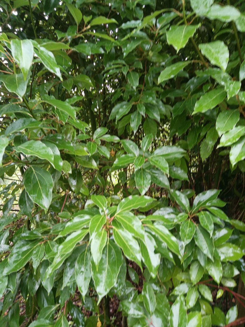 l香樟Ⅰ树苗香樟树种植基地视频看货欢迎来电