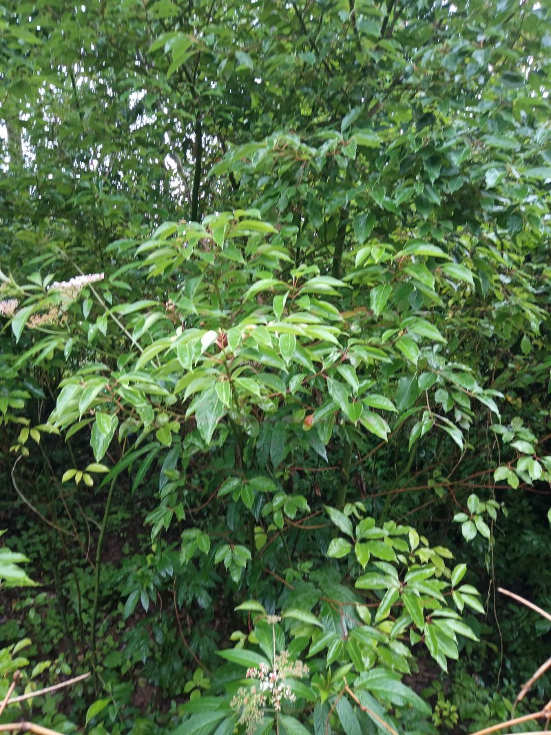 l香樟Ⅰ树苗香樟树种植基地视频看货欢迎来电