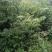 l香樟Ⅰ树苗香樟树种植基地视频看货欢迎来电
