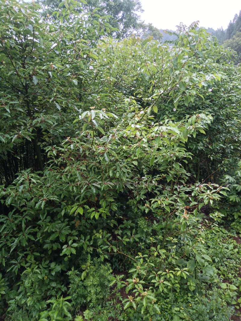 l香樟Ⅰ树苗香樟树种植基地视频看货欢迎来电