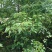 l香樟Ⅰ树苗香樟树种植基地视频看货欢迎来电