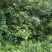 l香樟Ⅰ树苗香樟树种植基地视频看货欢迎来电