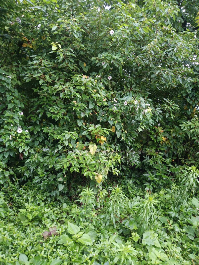 l香樟Ⅰ树苗香樟树种植基地视频看货欢迎来电