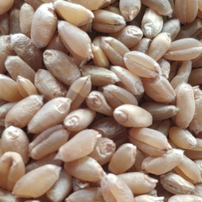 小麦产地湖北襄阳，产地直销，质量保证，现货销售。