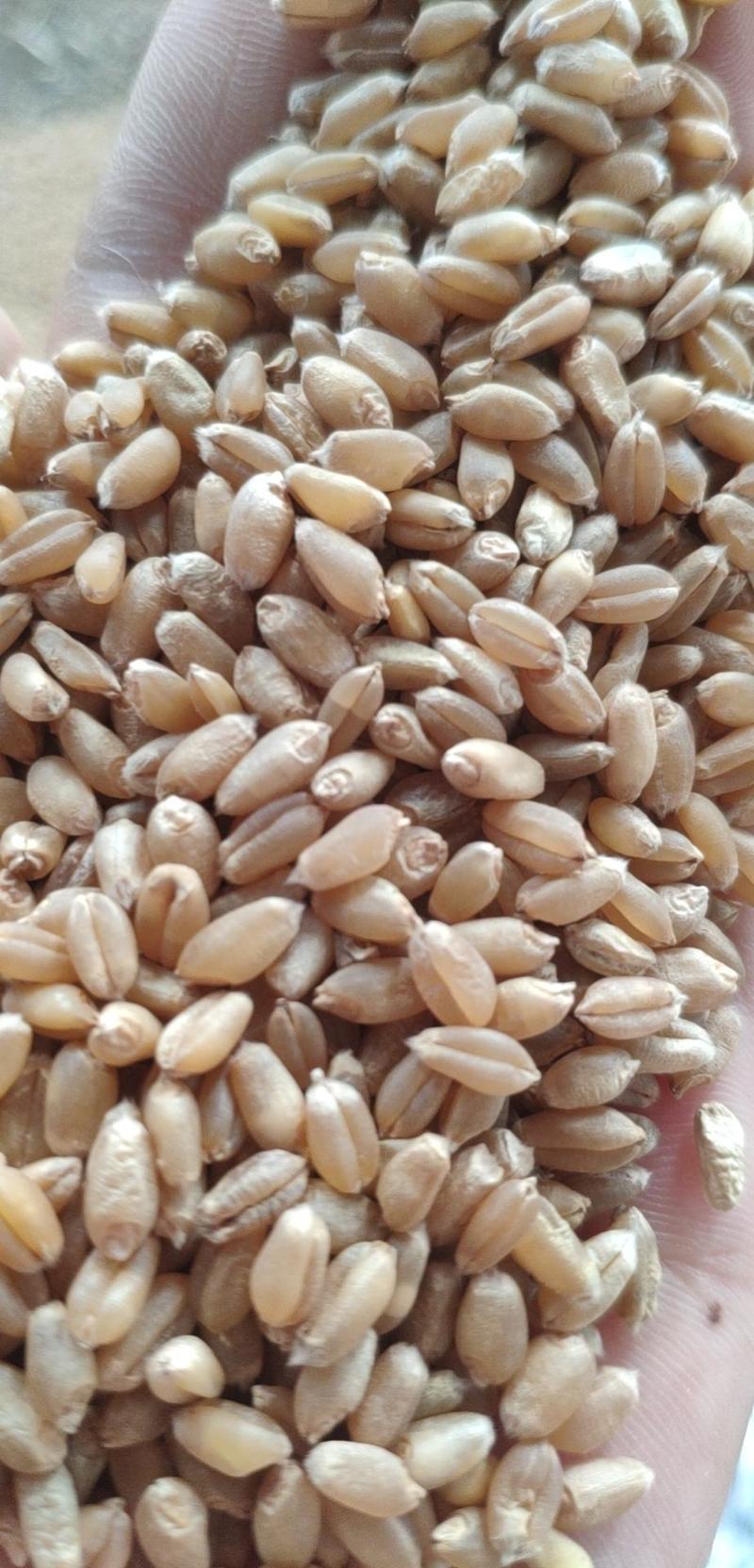 小麦产地湖北襄阳，产地直销，质量保证，现货销售。
