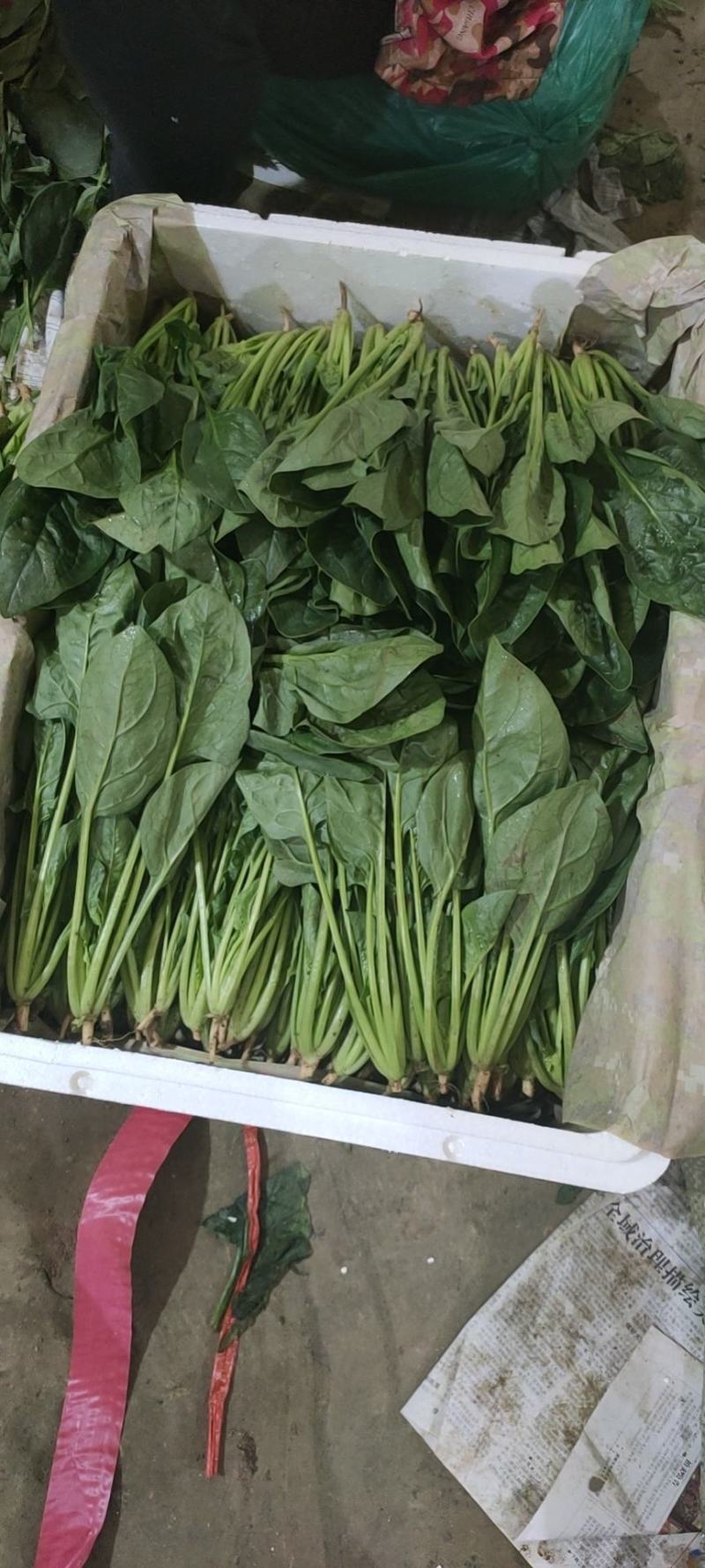 菠菜精品菠菜供应大叶菠菜，各种规格包装支持，代发全国