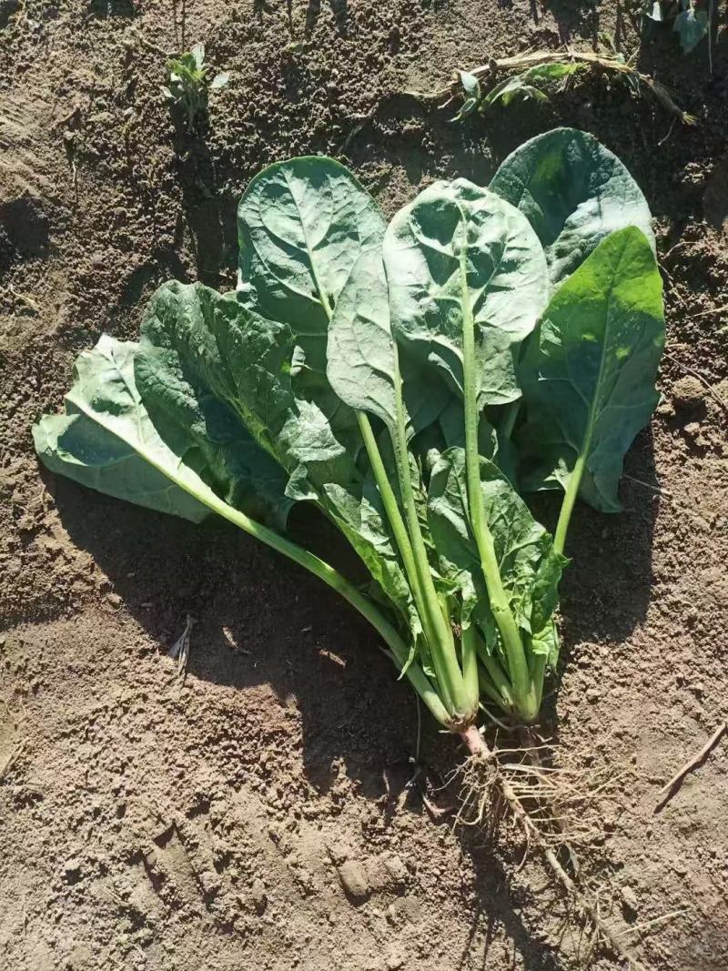 菠菜精品菠菜供应大叶菠菜，各种规格包装支持，代发全国