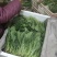 菠菜精品菠菜供应大叶菠菜，各种规格包装支持，代发全国