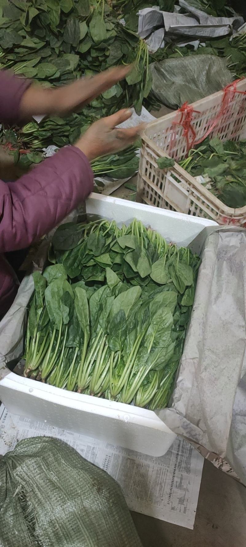 菠菜精品菠菜供应大叶菠菜，各种规格包装支持，代发全国