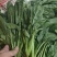 菠菜精品菠菜供应大叶菠菜，各种规格包装支持，代发全国