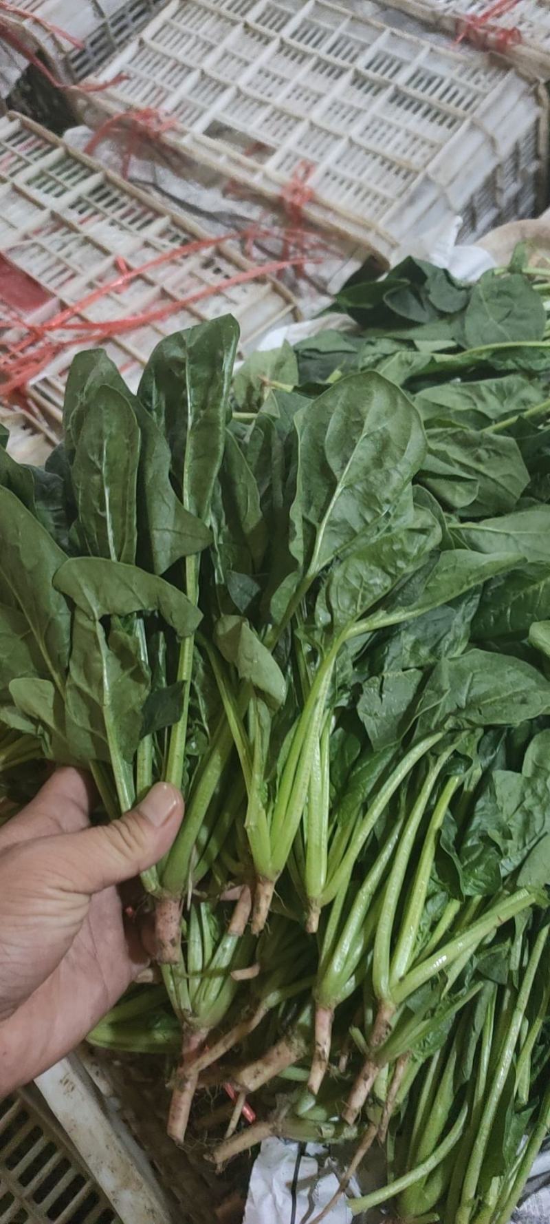 菠菜精品菠菜供应大叶菠菜，各种规格包装支持，代发全国