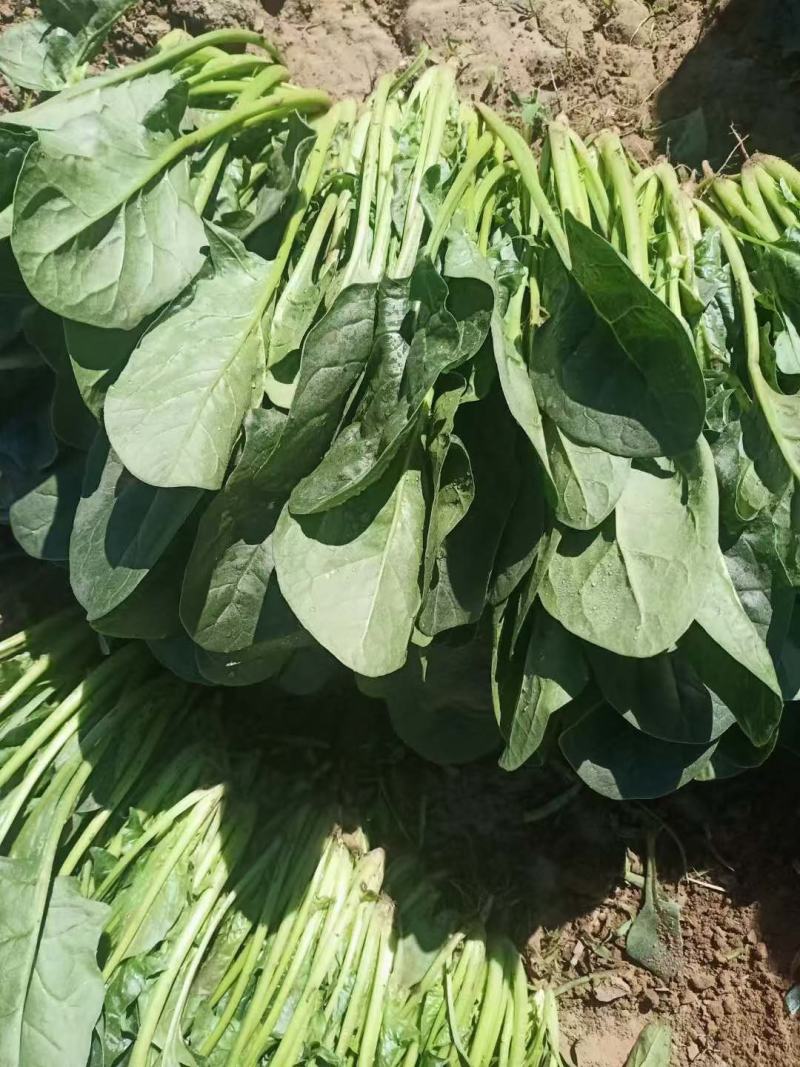 菠菜精品菠菜供应大叶菠菜，各种规格包装支持，代发全国