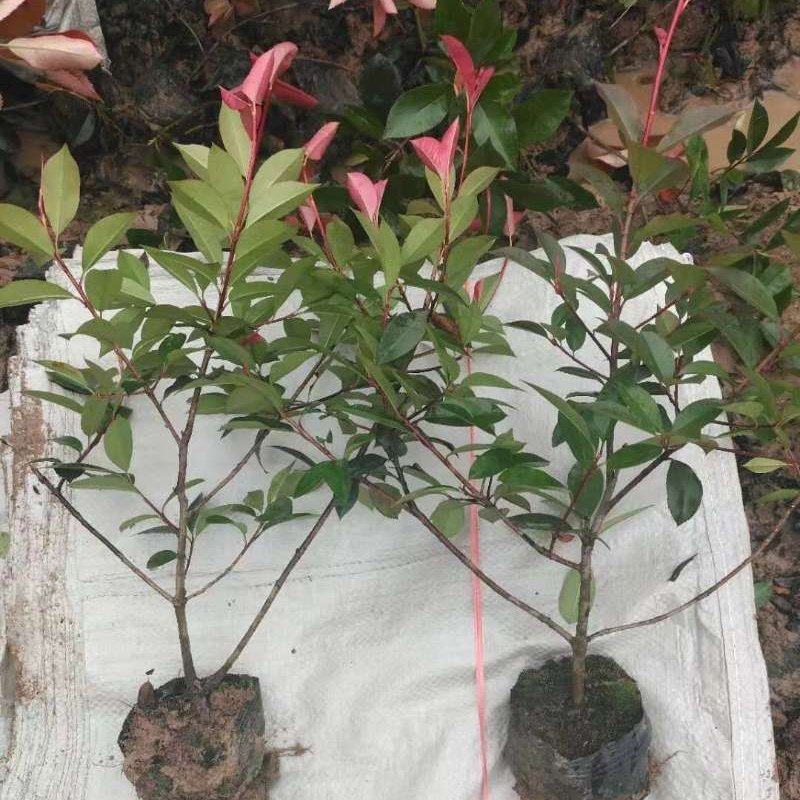 【优】红叶石楠大杯苗50-60高冠幅25大杯红叶石楠价格