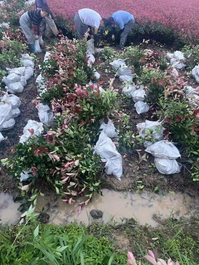 【优】红叶石楠大杯苗50-60高冠幅25大杯红叶石楠价格