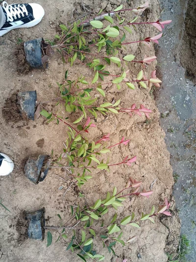 【优】红叶石楠大杯苗50-60高冠幅25大杯红叶石楠价格