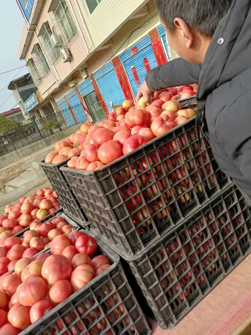 硬粉西红柿