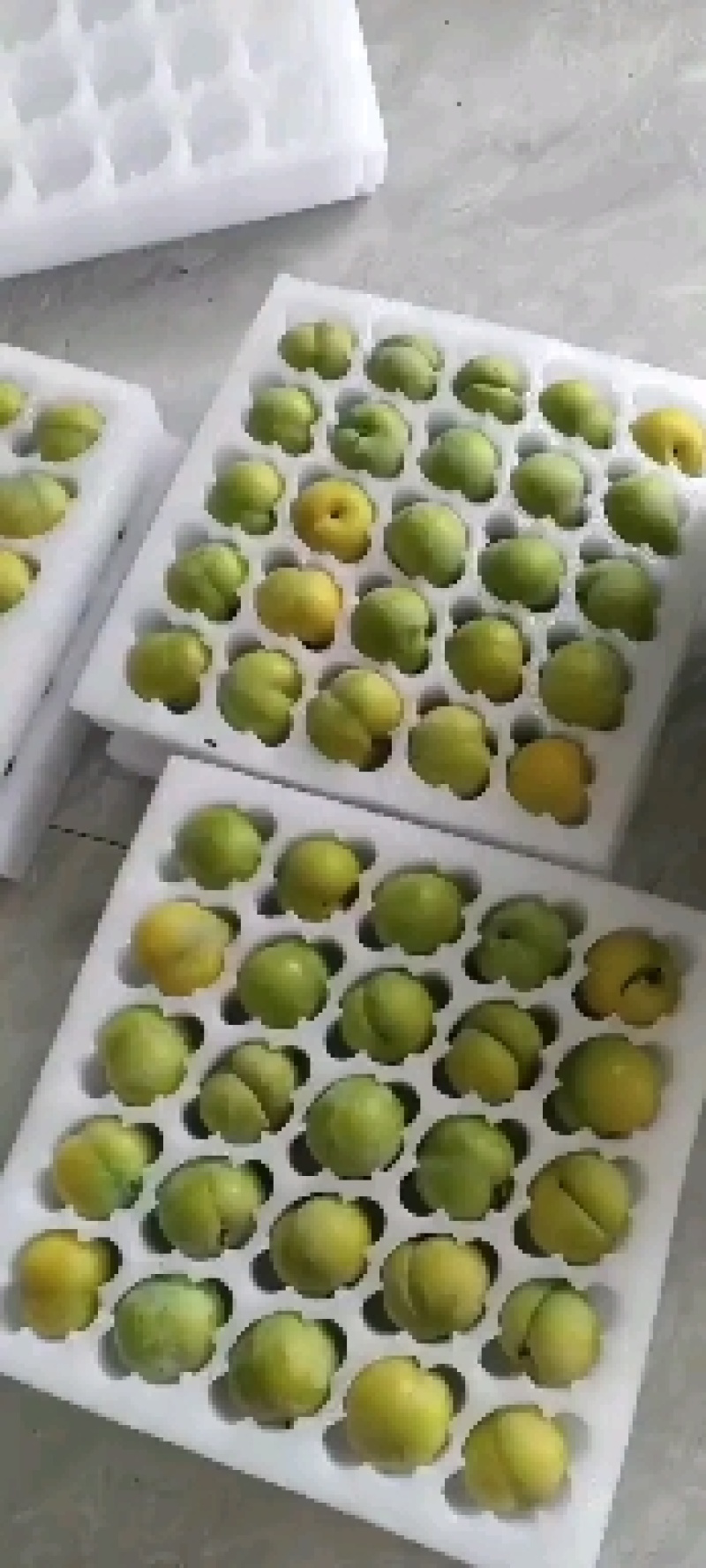 蜂糖李，中国知名品牌，专业团队代理代收代发。