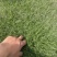 专业草皮，草坪草，台湾二号，混播，百慕大，价格美丽