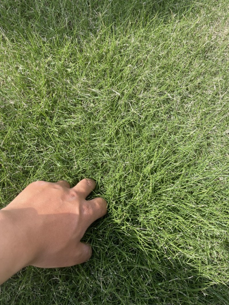 专业草皮，草坪草，台湾二号，混播，百慕大，价格美丽