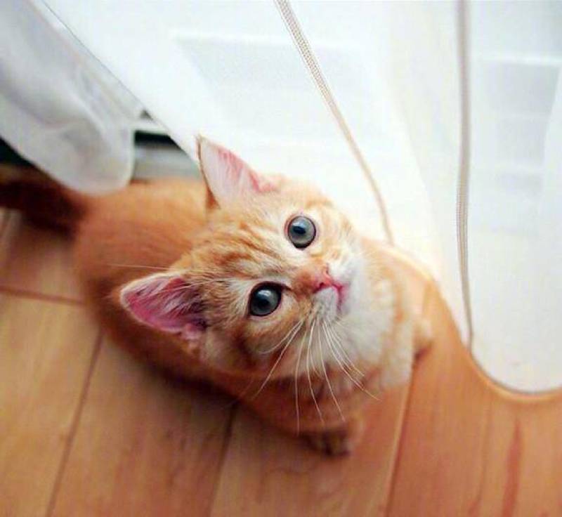 自家繁殖的小橘猫，价格合适，会抓老鼠，聪明可爱。