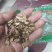 淫羊藿根干货仙灵脾常年经营中药材欢迎选购！