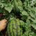 甜王西瓜，个大皮薄，甜度高，种植量大产量高