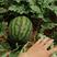 甜王西瓜，个大皮薄，甜度高，种植量大产量高
