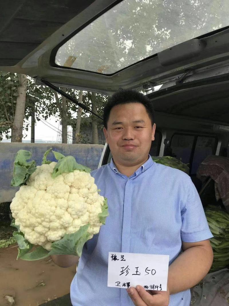 珍玉50耐热菜花种子抗病抗逆性强早熟2包一亩地商品性好