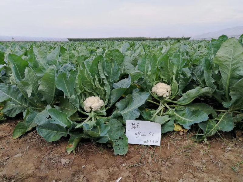 珍玉50耐热菜花种子抗病抗逆性强早熟2包一亩地商品性好