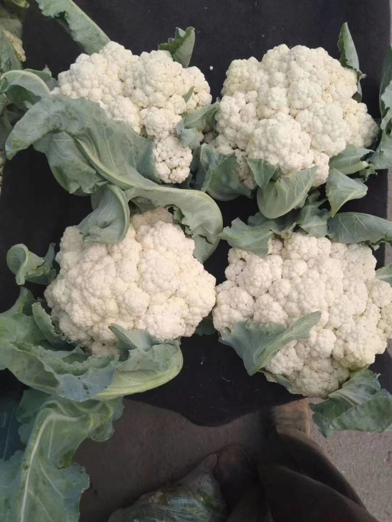 珍玉50耐热菜花种子抗病抗逆性强早熟2包一亩地商品性好