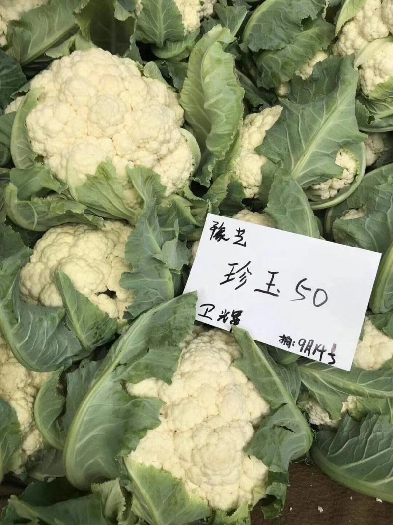 珍玉50耐热菜花种子抗病抗逆性强早熟2包一亩地商品性好