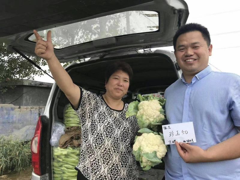 珍玉50耐热菜花种子抗病抗逆性强早熟2包一亩地商品性好
