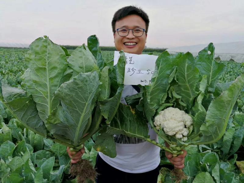 珍玉50耐热菜花种子抗病抗逆性强早熟2包一亩地商品性好