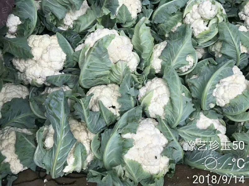 珍玉50耐热菜花种子抗病抗逆性强早熟2包一亩地商品性好