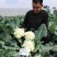 珍玉50耐热菜花种子抗病抗逆性强早熟2包一亩地商品性好