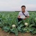 珍玉50耐热菜花种子抗病抗逆性强早熟2包一亩地商品性好