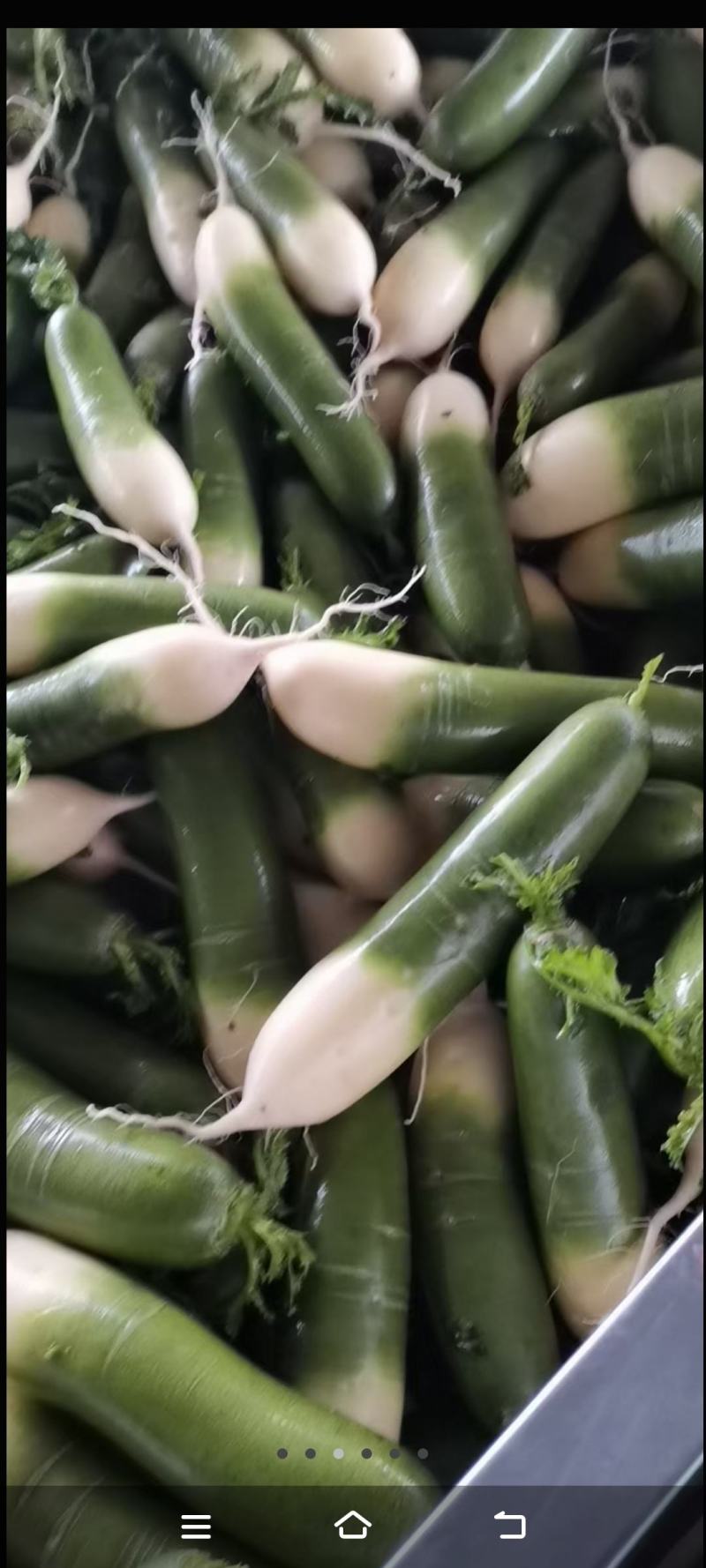 四排白萝卜